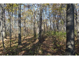 Tract 3 - FARMLAND AUCTION - 165.5+/- ACRES OFFERED IN 5 TRACTS OR COMBINATIONS IN EAST ALLEN COUNTY